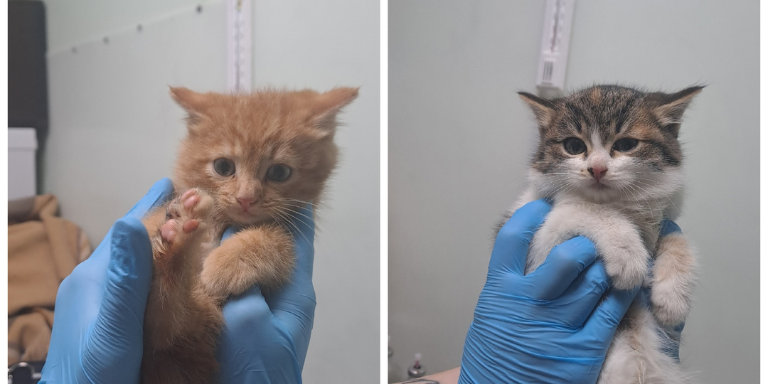 Знакомим с пушистым пополнением