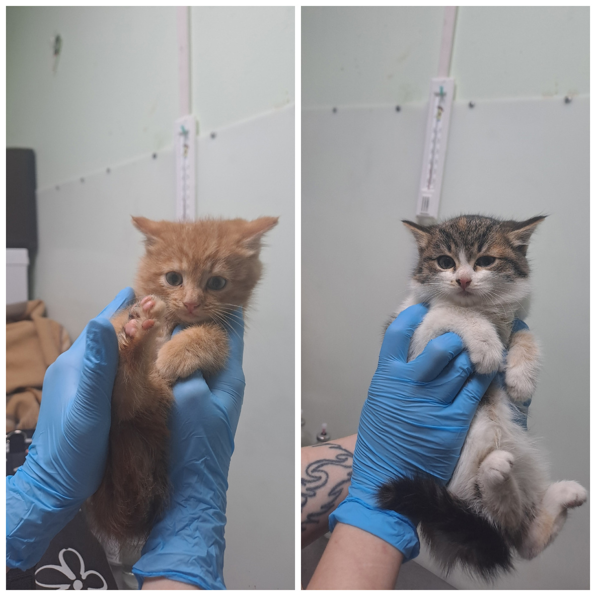 Рамиля (слева) и Эсмиру (справа) нашли на улице.