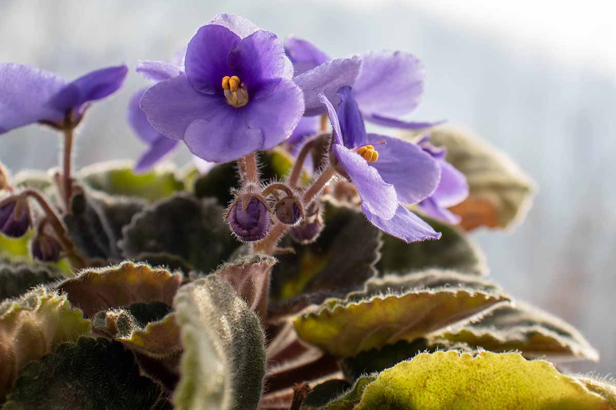 Крупный план горизонтального изображения розового цветка узумбарской фиалки, растущей в керамическом горшке на подоконнике, освещённом ярким солнцем.