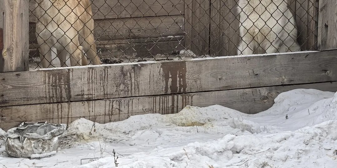 День Стольника. Продолжаем сбор на крупу 🙏