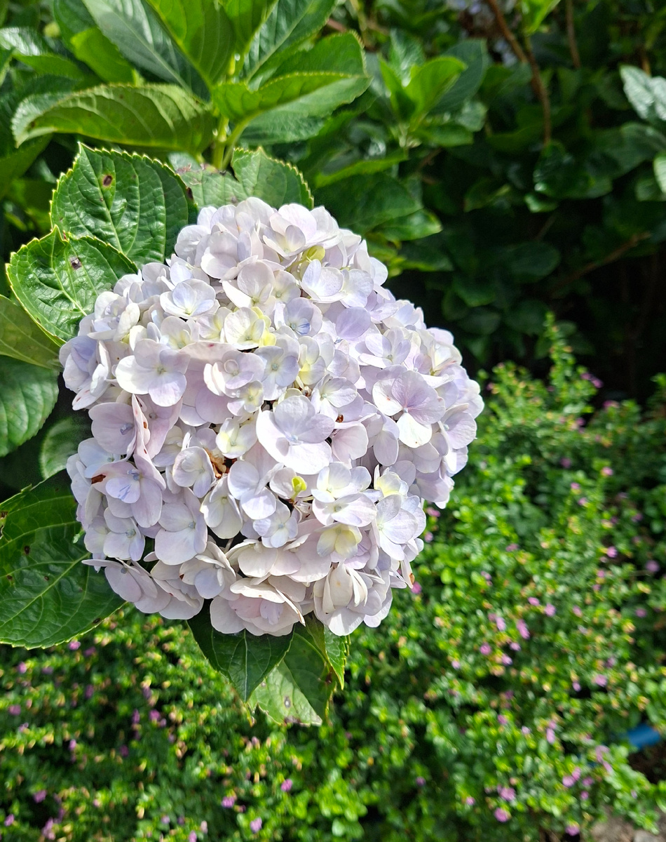 Количество гортензий меня поразило
