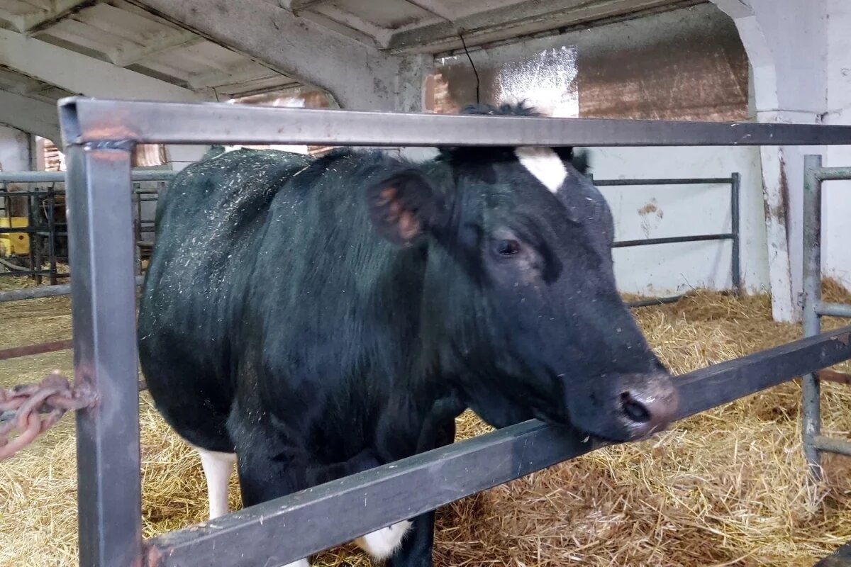    Определять молочность и мясистость коров в Бурятии будут с помощью ДНК