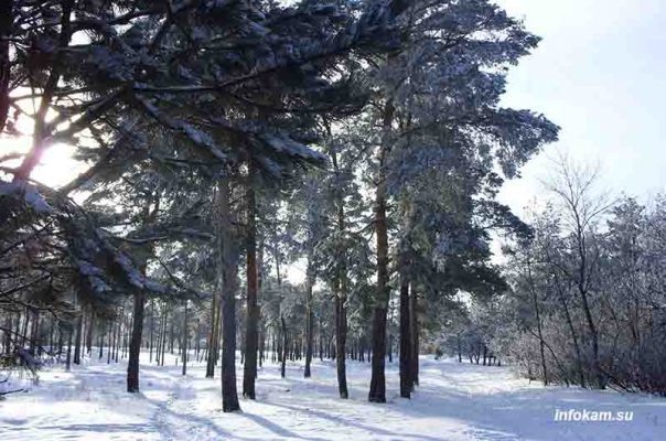    Камышин. Лесопитомник ВНИАЛМИ