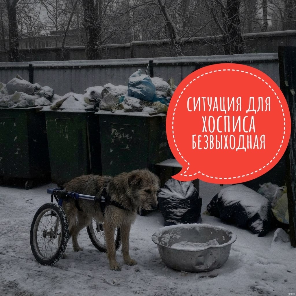 500 собак и кошек, которые на этой огромной планете ОДИНОКИ.