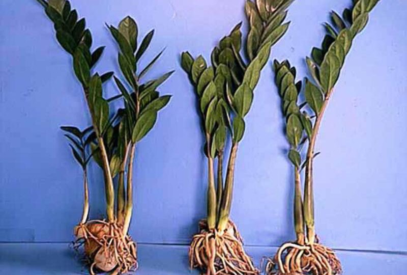 Укоренение замиокулькаса.