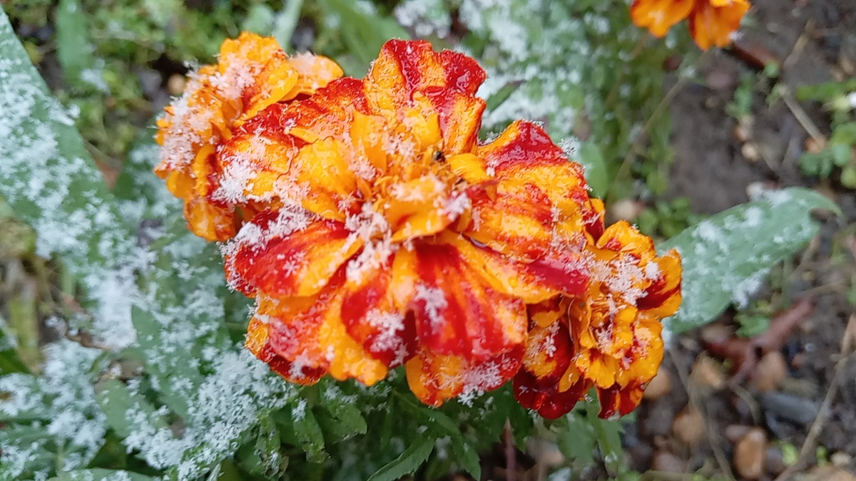 Цветы и снег ❄