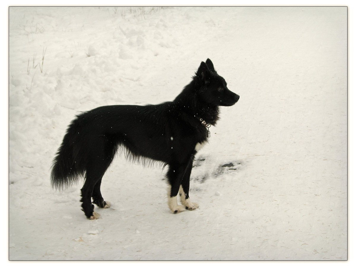    Густая шерсть и зоркий взгляд ненецкой лайки — главные инструменты для управления оленьим стадом в пургу