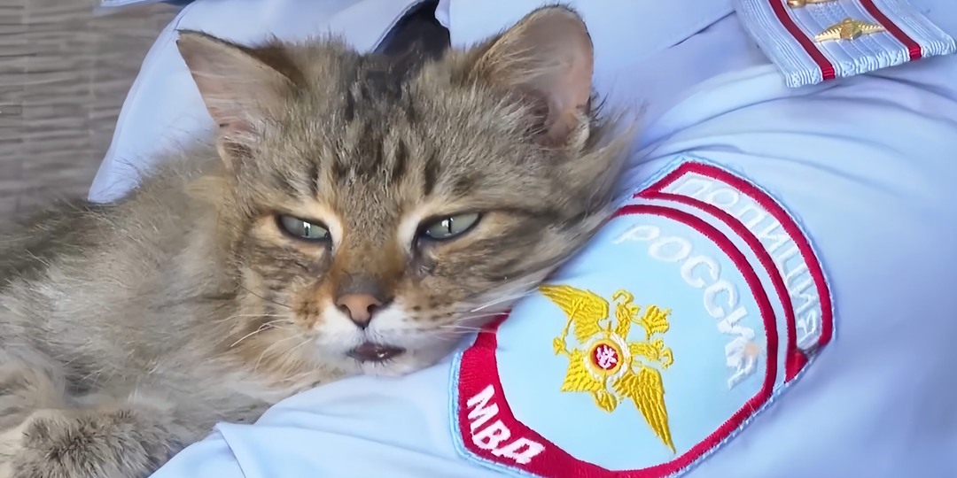 «Живая душа, как не помочь»: полицейские из Красноярского края спасли коту лапу и нашли ему хозяйку