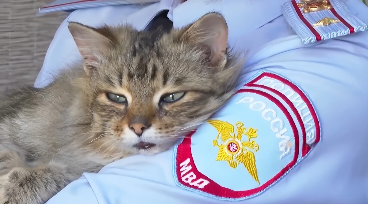    «Увидела и сразу влюбилась»: полицейские спасли хромого кота и нашли ему хозяйку