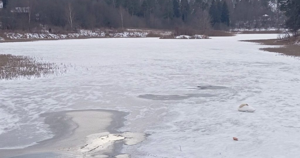 Одинокий лебедь смог сам улететь с замерзающего озера под Костромой
