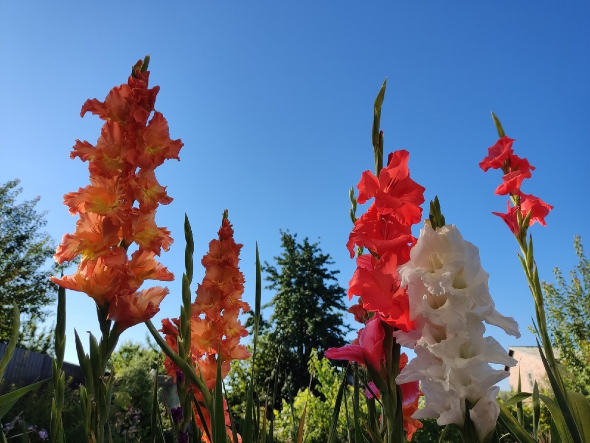 Нет: гладиолусы и иже с ними