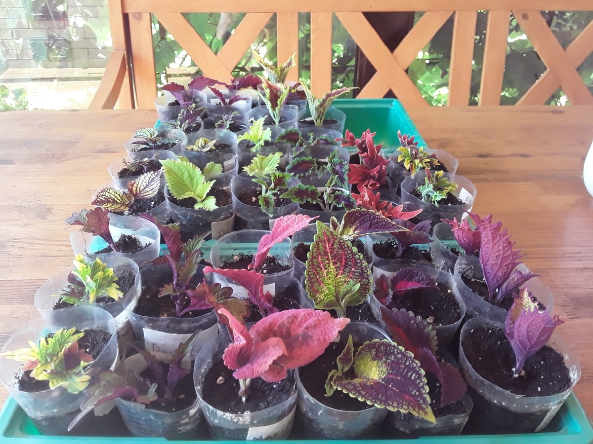 Нет: колеусы