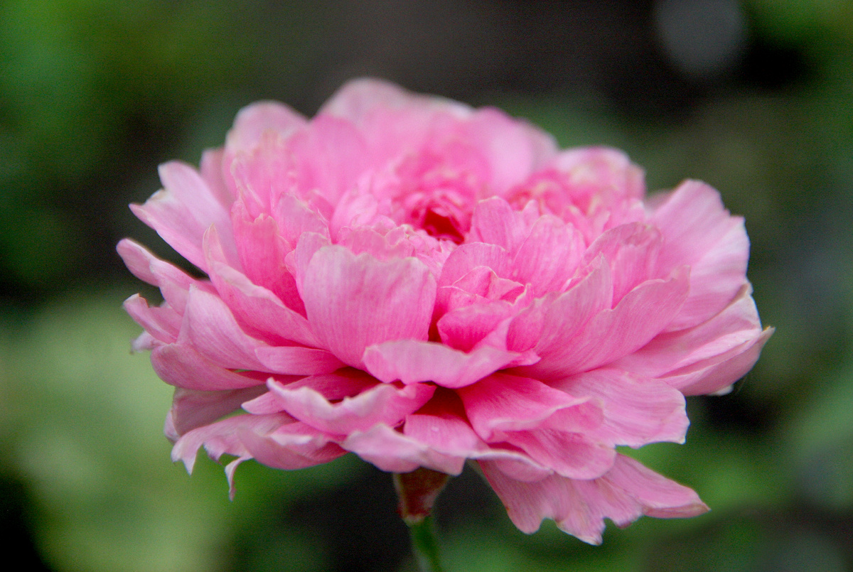 Да: ранункулюсы