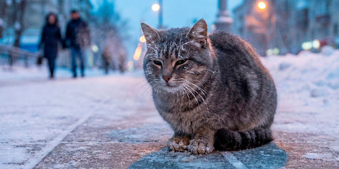 «Он уже даже не моргал». Парень с девушкой отливали кипятком кота, который вмерз в лед в -35°C.