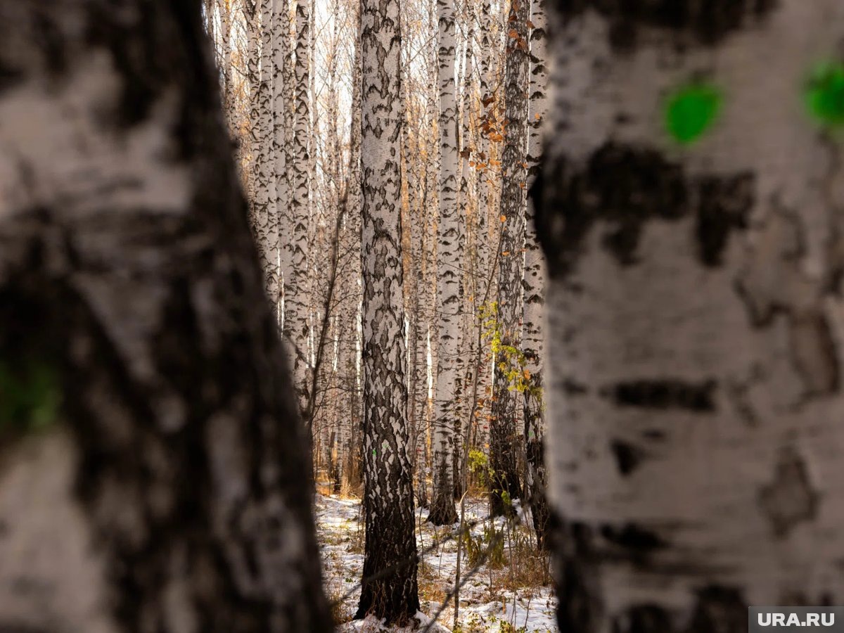     Поход в лес за древесиной обернулся уголовной судимостью