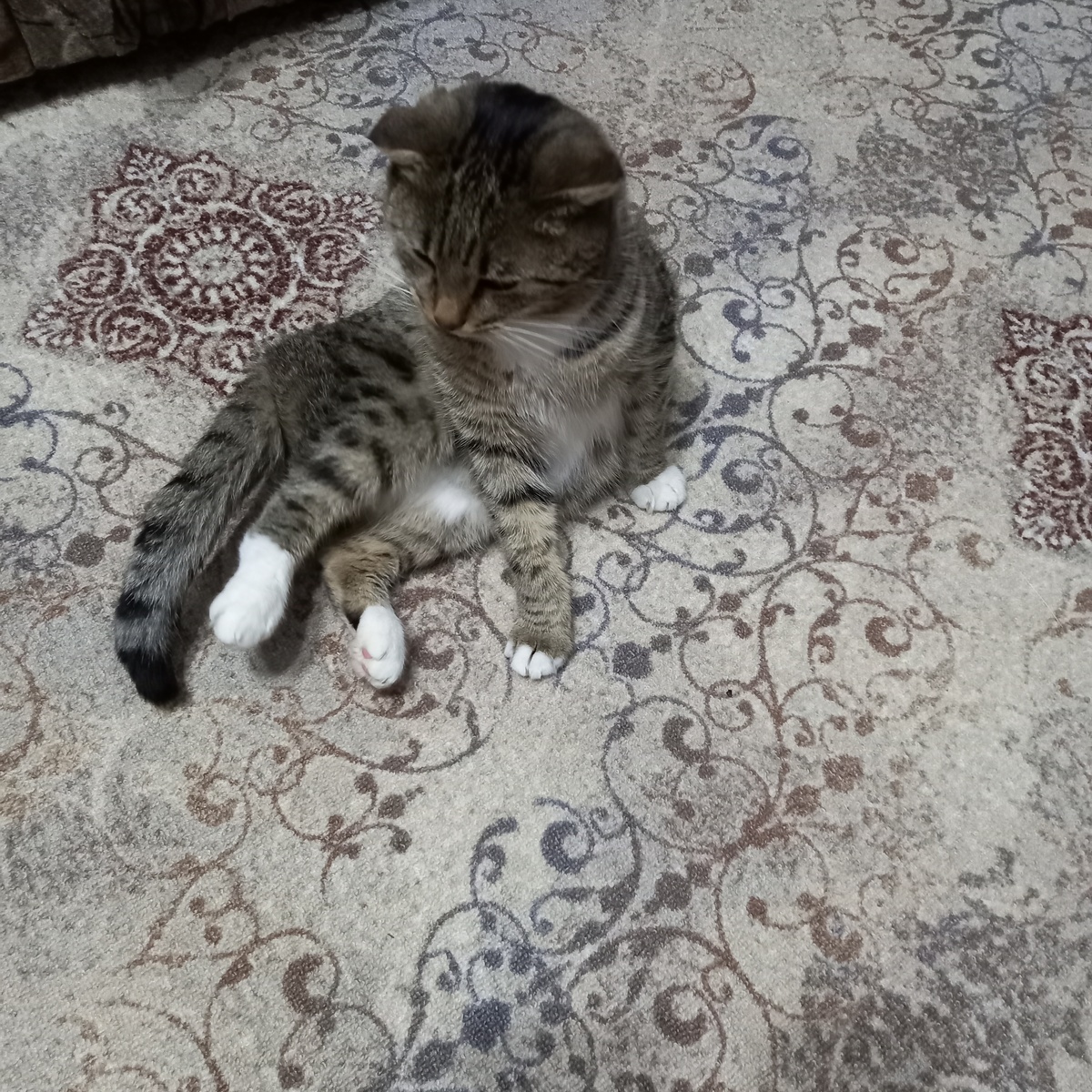 Укладывание Кузи (листайте)