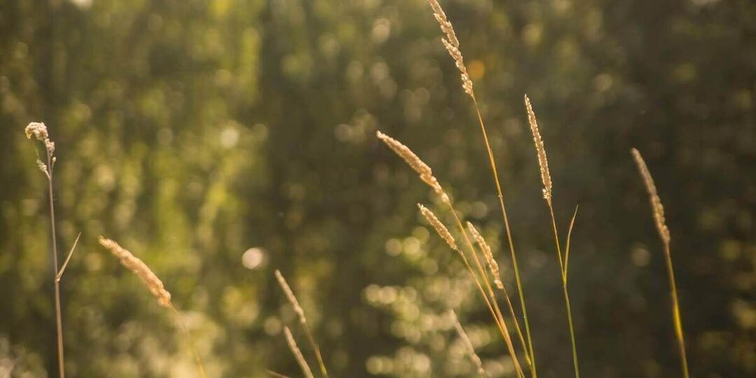 В Рускеале у арендатора изъяли крупный участок земли