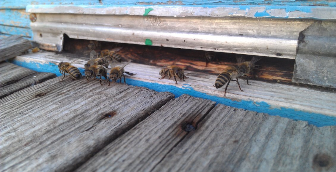    Фото: НИА "Экология"