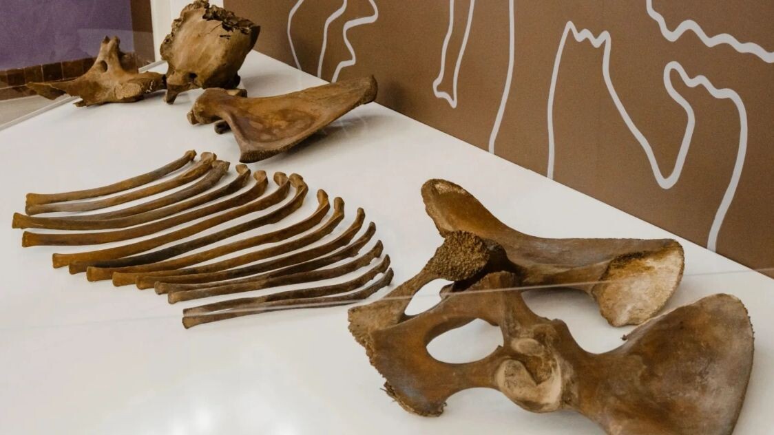    Фото: Юлия Чудинова/«Ямал-Медиа»