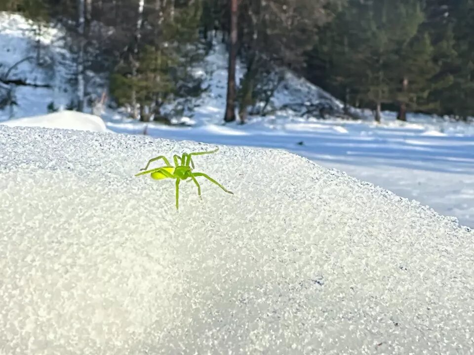    Ярко-зеленый паук в Алтайском заповеднике. Источник: Роман и Татьяна Воробьевы / max.ru/altzapovednik