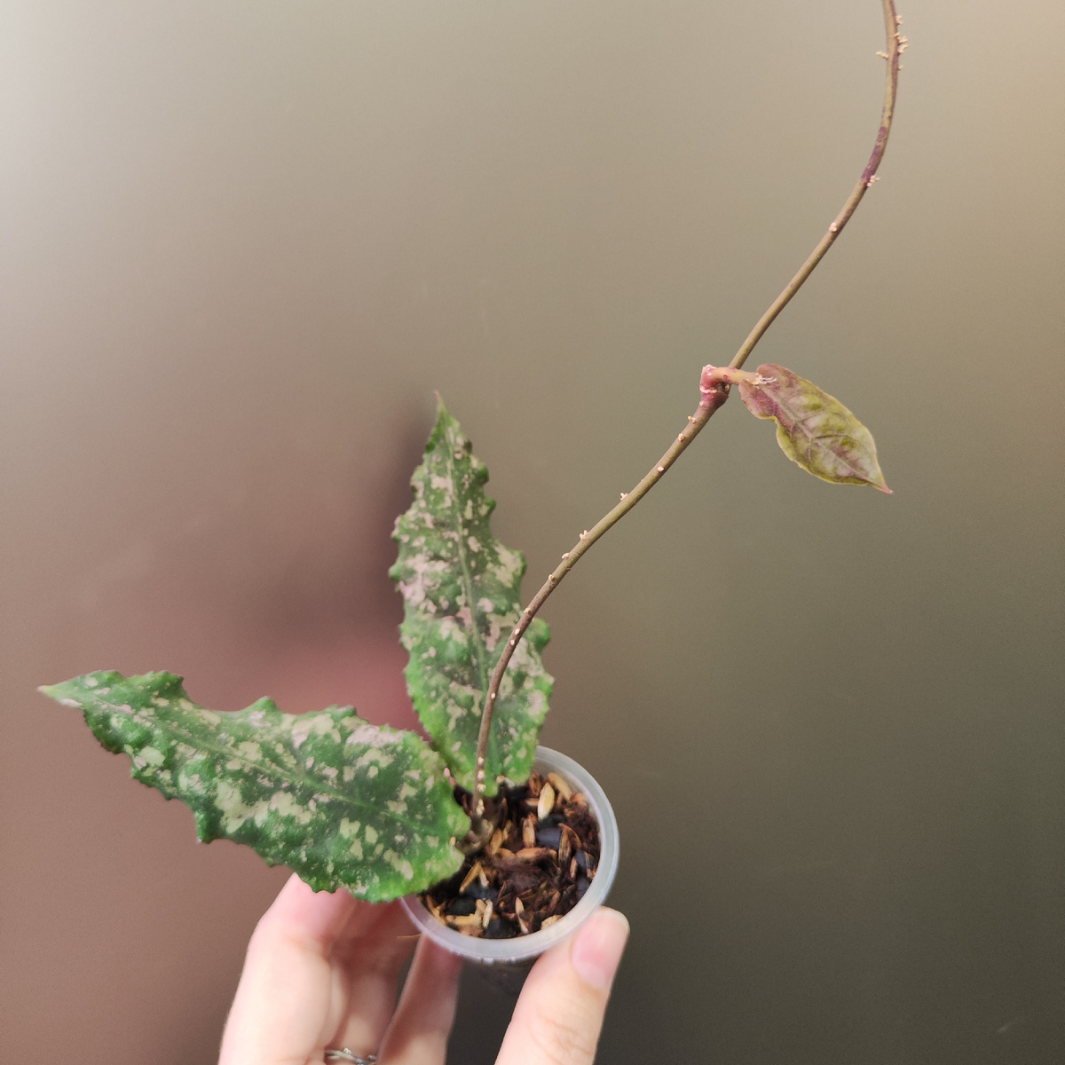 Хойя ундулата