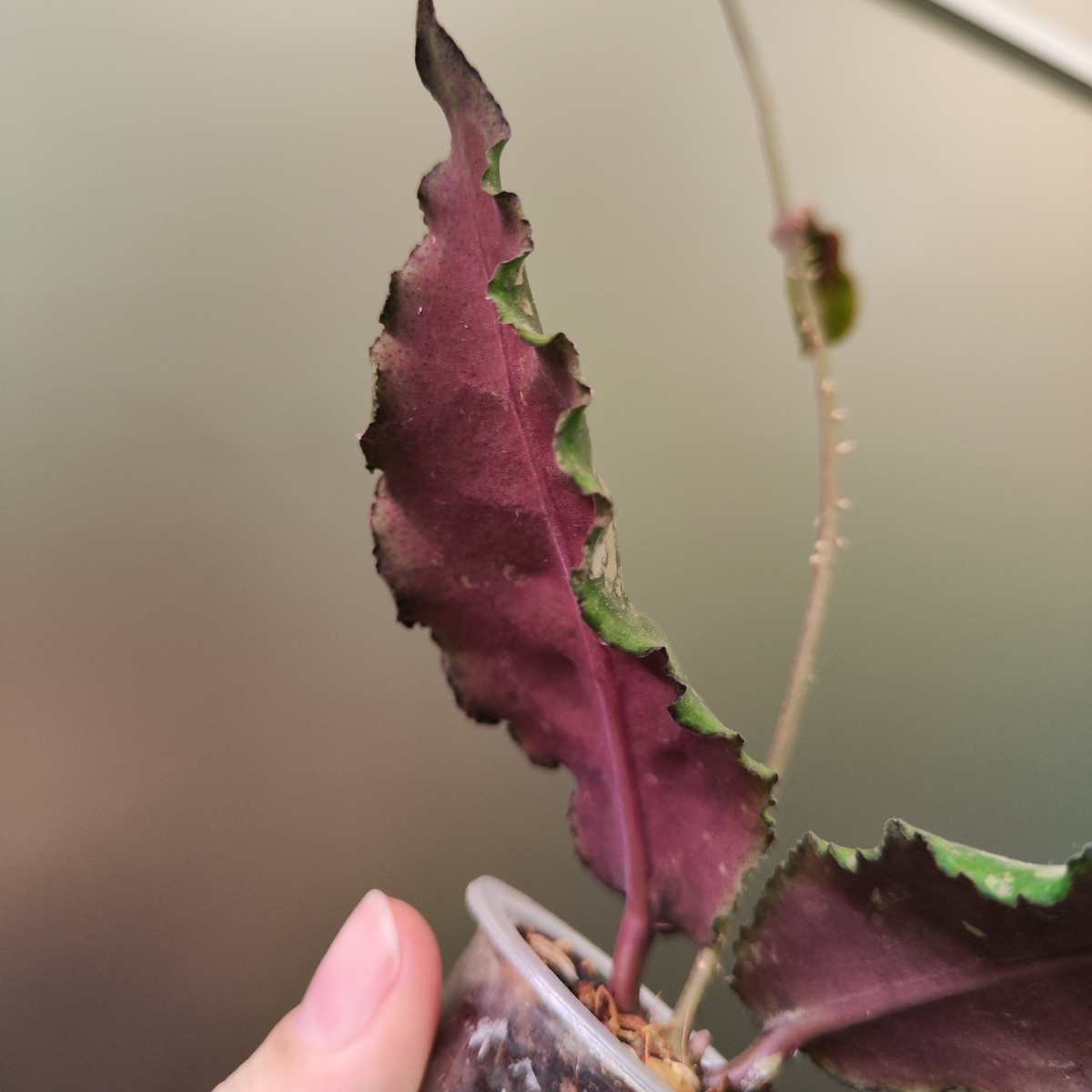 Хойя ундулата, изнанка листа