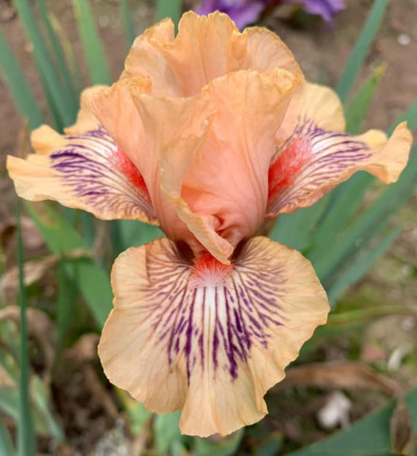 ирис интермедия Love The Look (Лав Зе Лук)