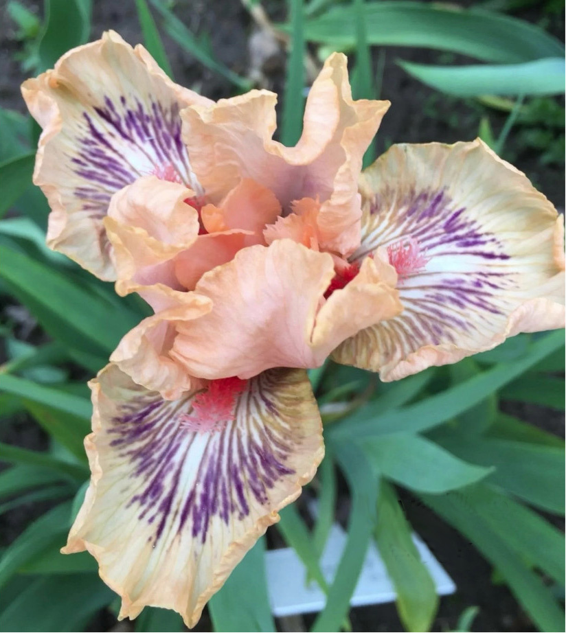 ирис интермедия Love The Look (Лав Зе Лук)