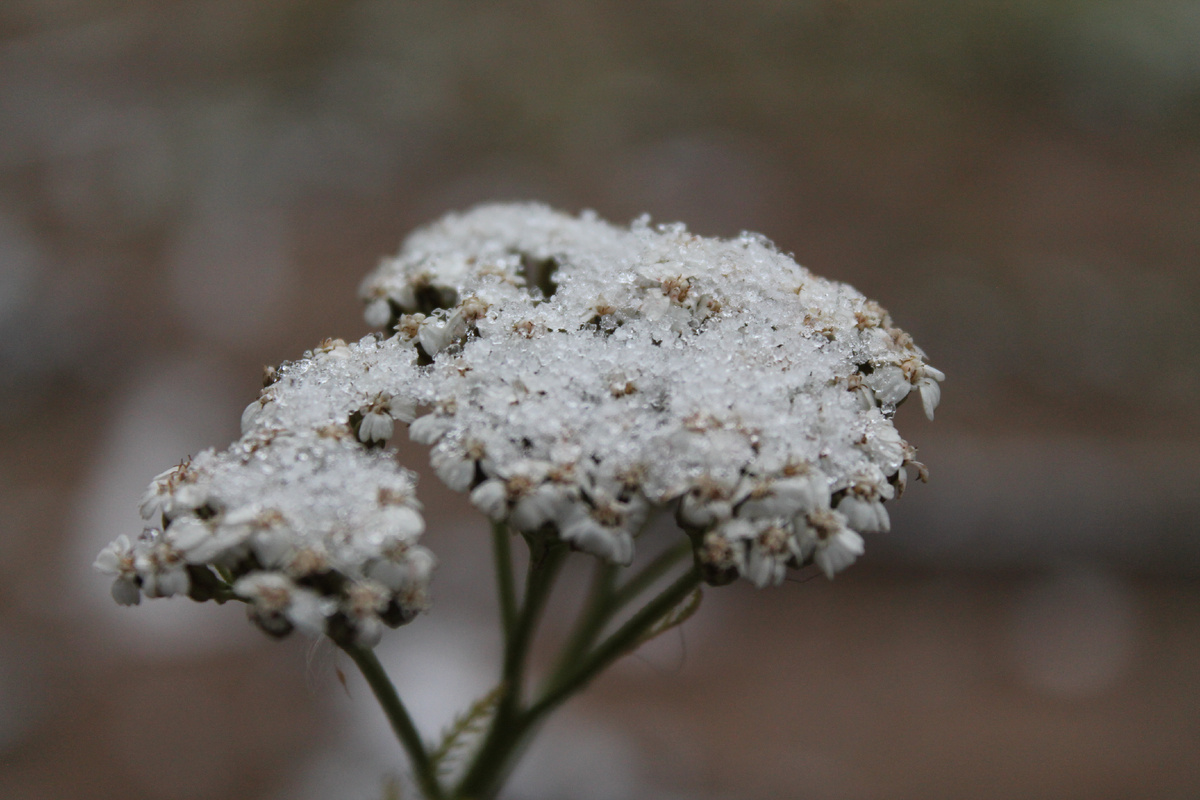 Фото сделанное мной.