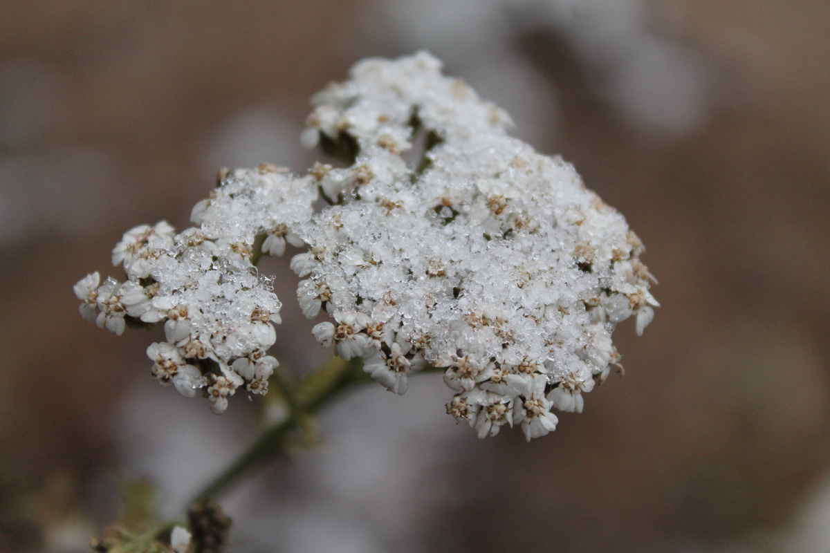 Фото сделанное мной.