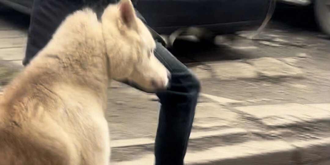 Подвесивший собаку за шею житель Ижевска не являлся хозяином животного