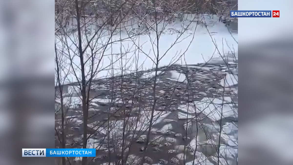    Более 200 баранов провалились под лед на озере в Башкирии