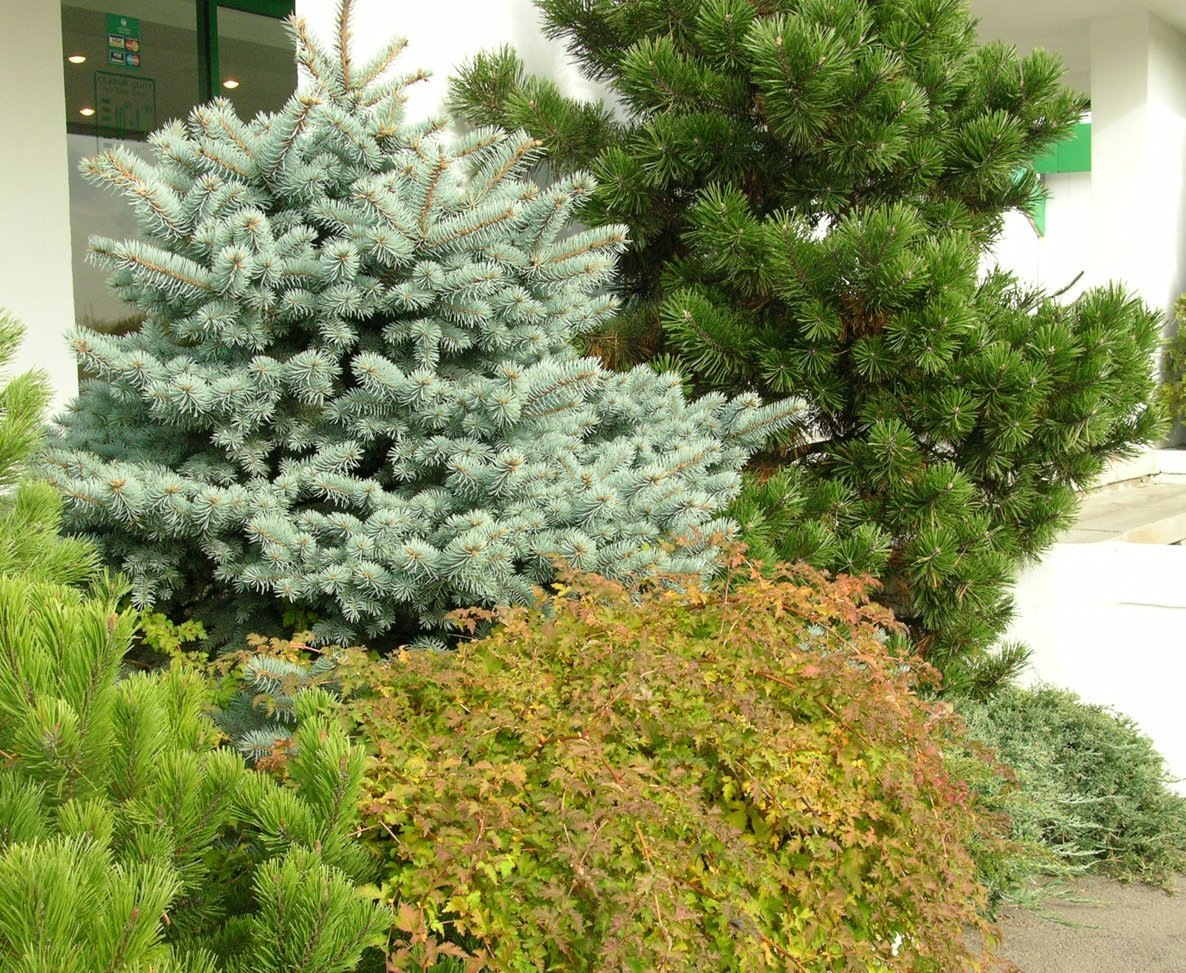    Голубые ели популярны у современных садоводов