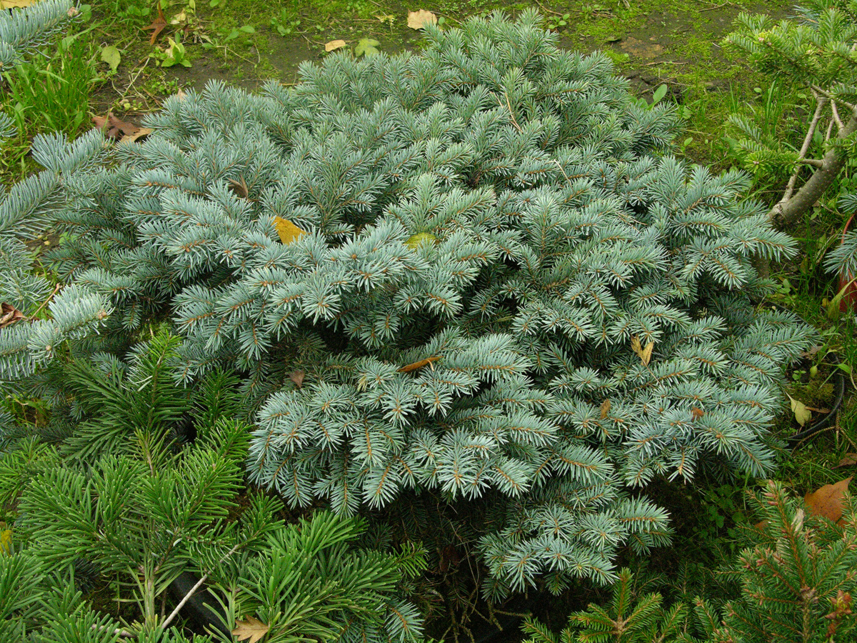   Ель колючая, сорт 'Glauca Globosa'