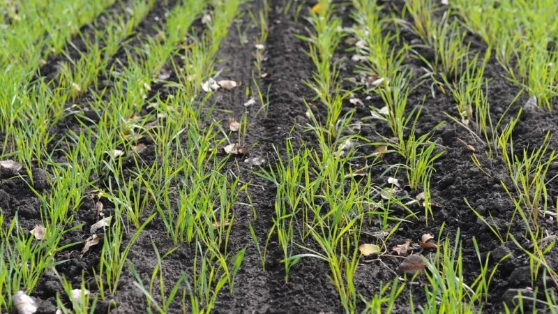     Поля. Алтайский край. Сельское хозяйство. Урожай. Дмитрий Лямзин