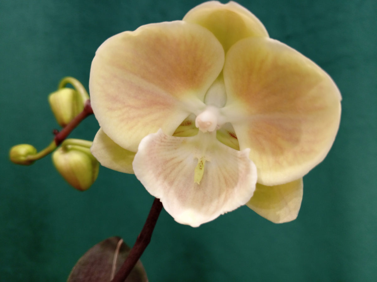 Мой безымянный биглип