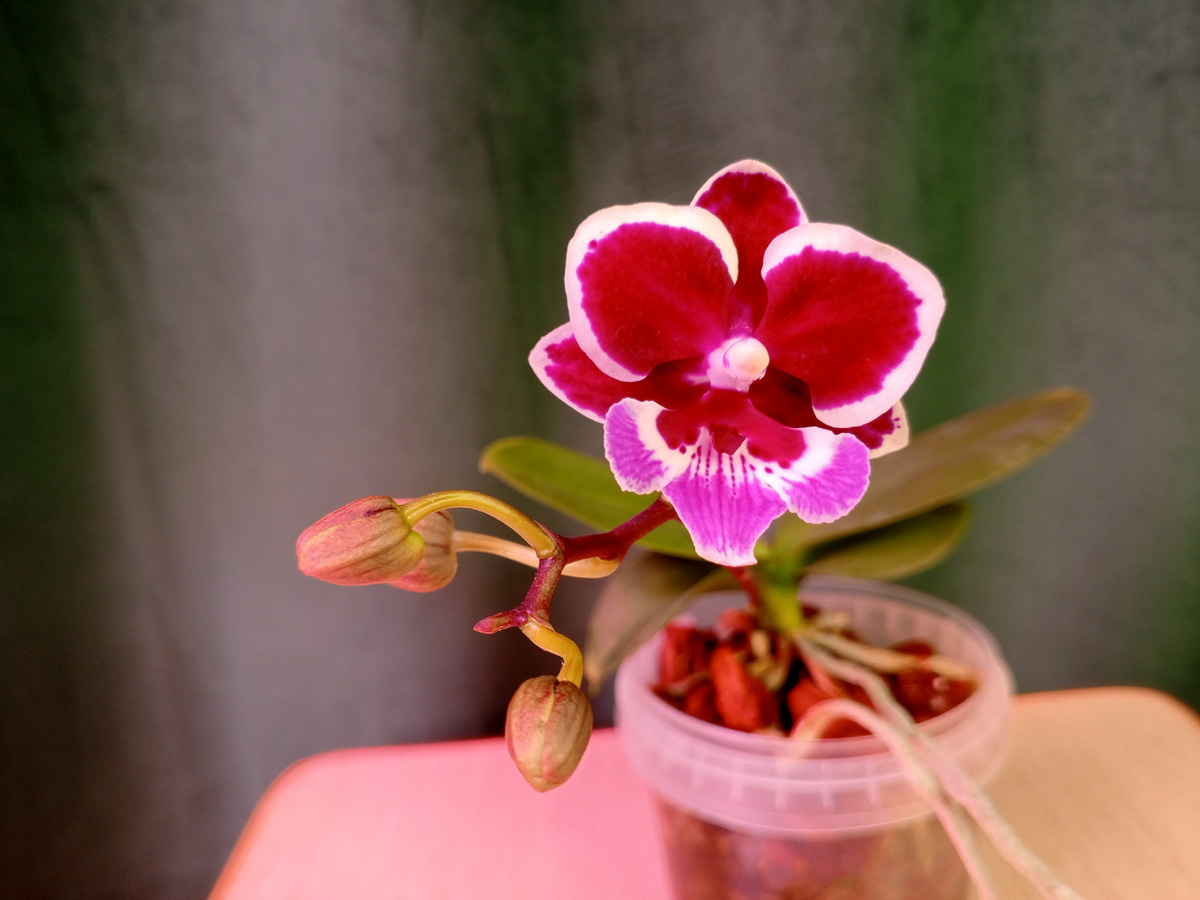 Фаленопсис Younghome chocolate, это название мне подсказал Владимир с канала" Зелёный мир в квартире "