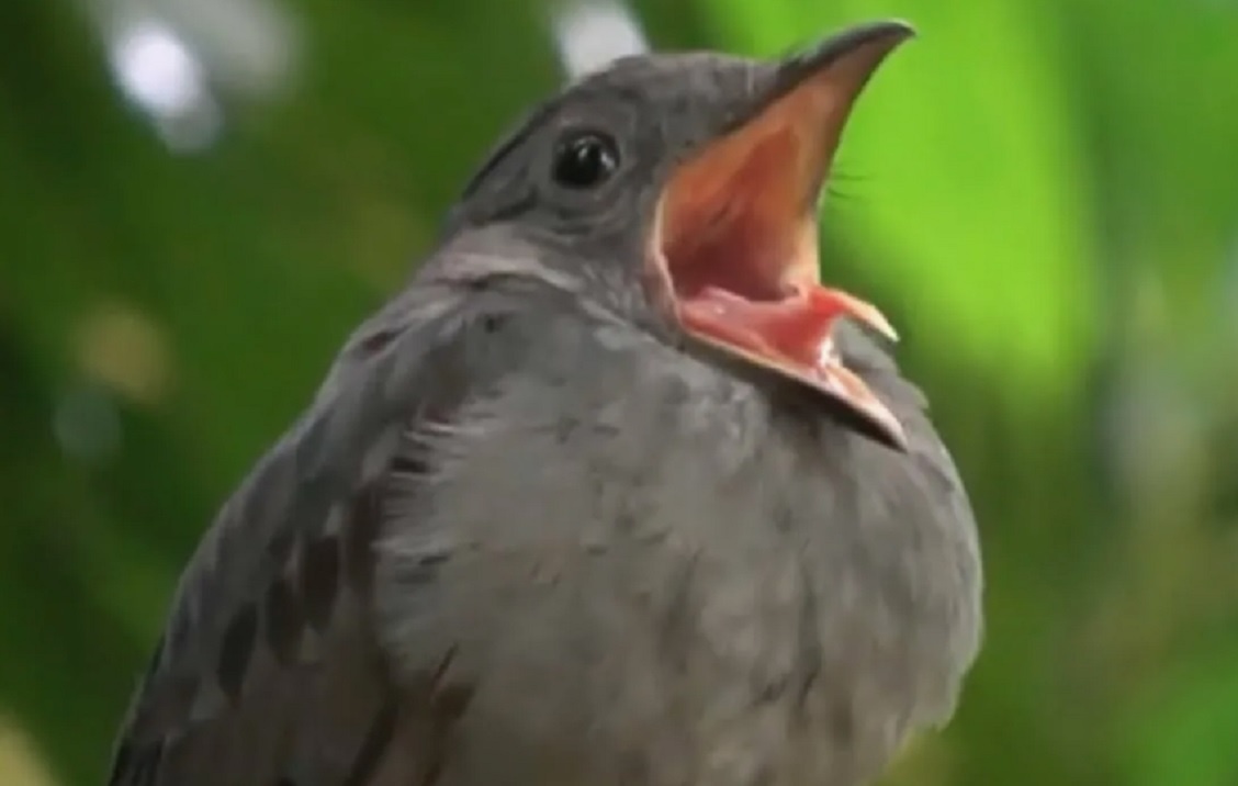 картинка взята в свободном доступе инета для иллюстрации. Та самая крикливая сорокопутовая пиха. Говорят, орет так, что сороки перья теряют 