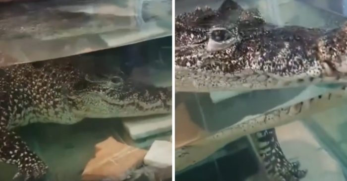 Скриншоты видео с официального тг-канала фонда «Компас».