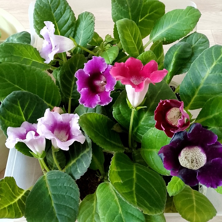 Остатки роскоши