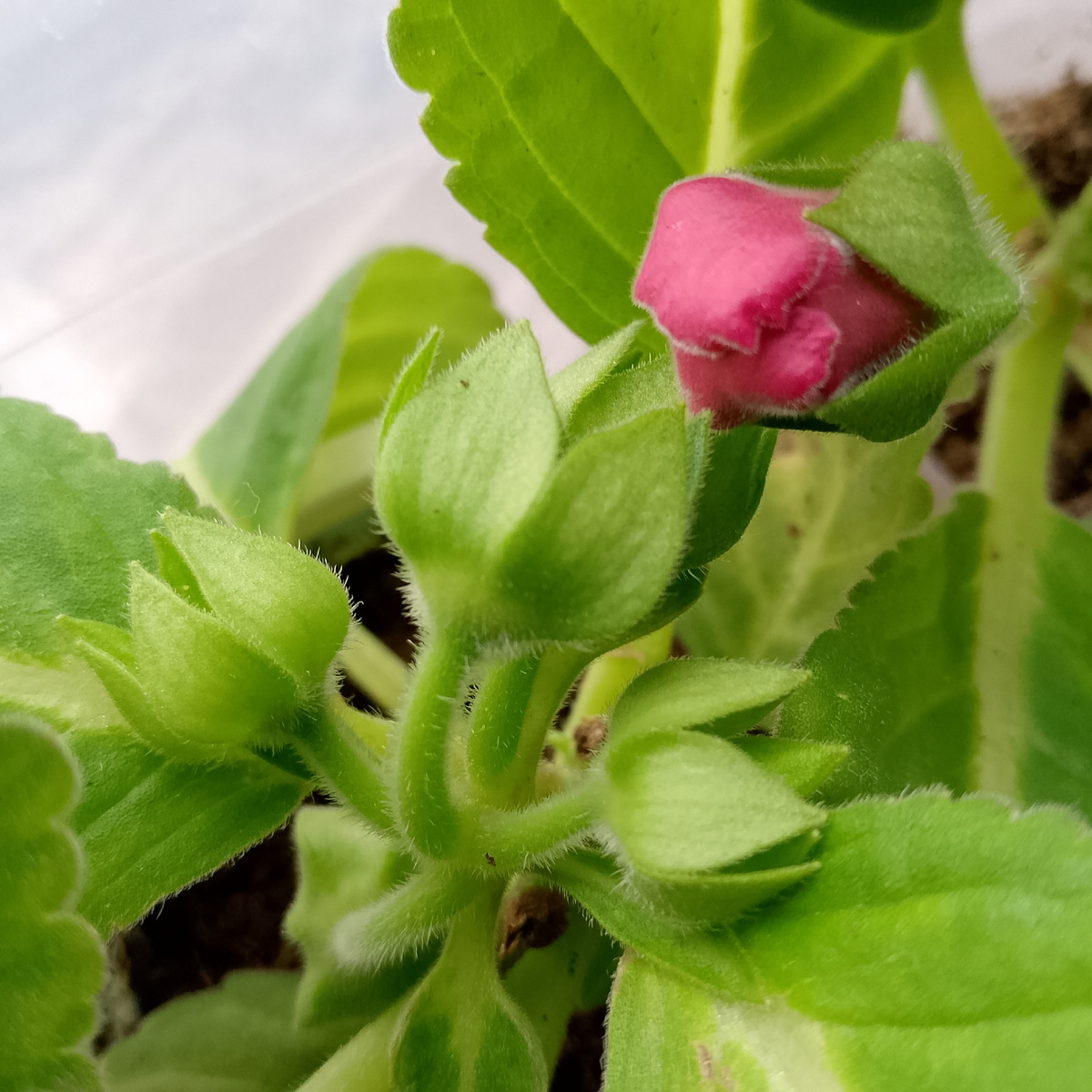 Трипсы жрут глоксинии, а они бутоны выпускают и выпускают - первый раз такое вижу