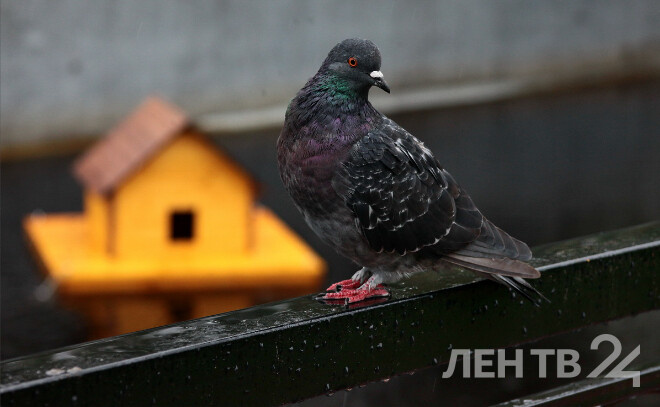    © Анастасия Илюшина / ЛенТВ24, архивное фото