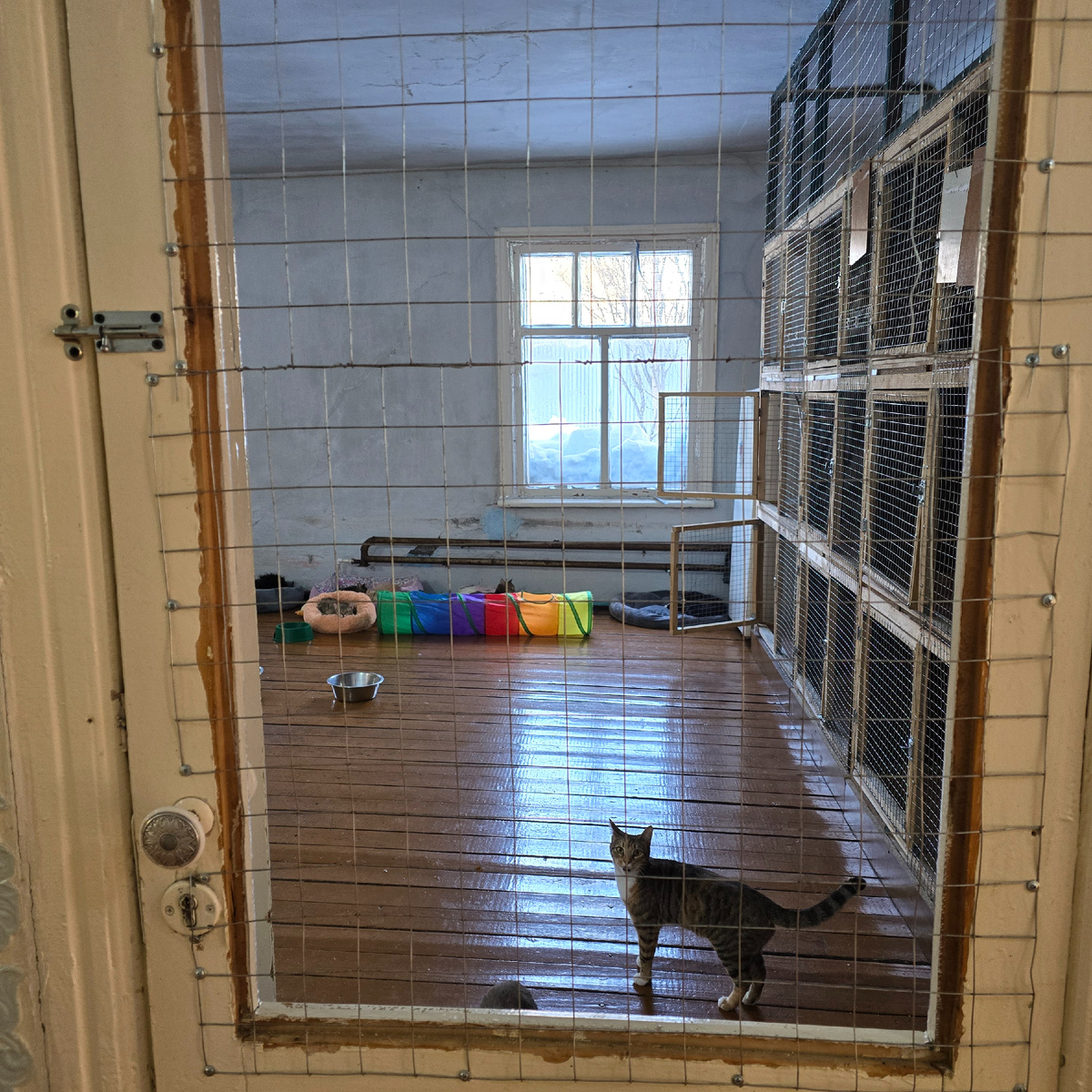 здоровые но одинокие в яркой клетке