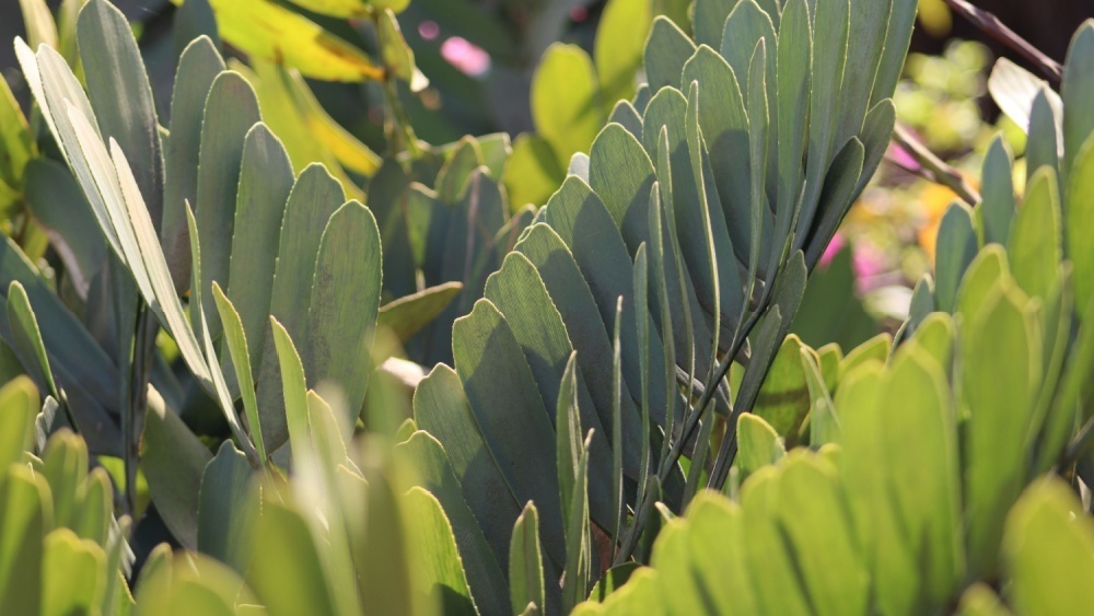     Фото: Atul996/Shutterstock/FOTODOM Zamia furfuracea