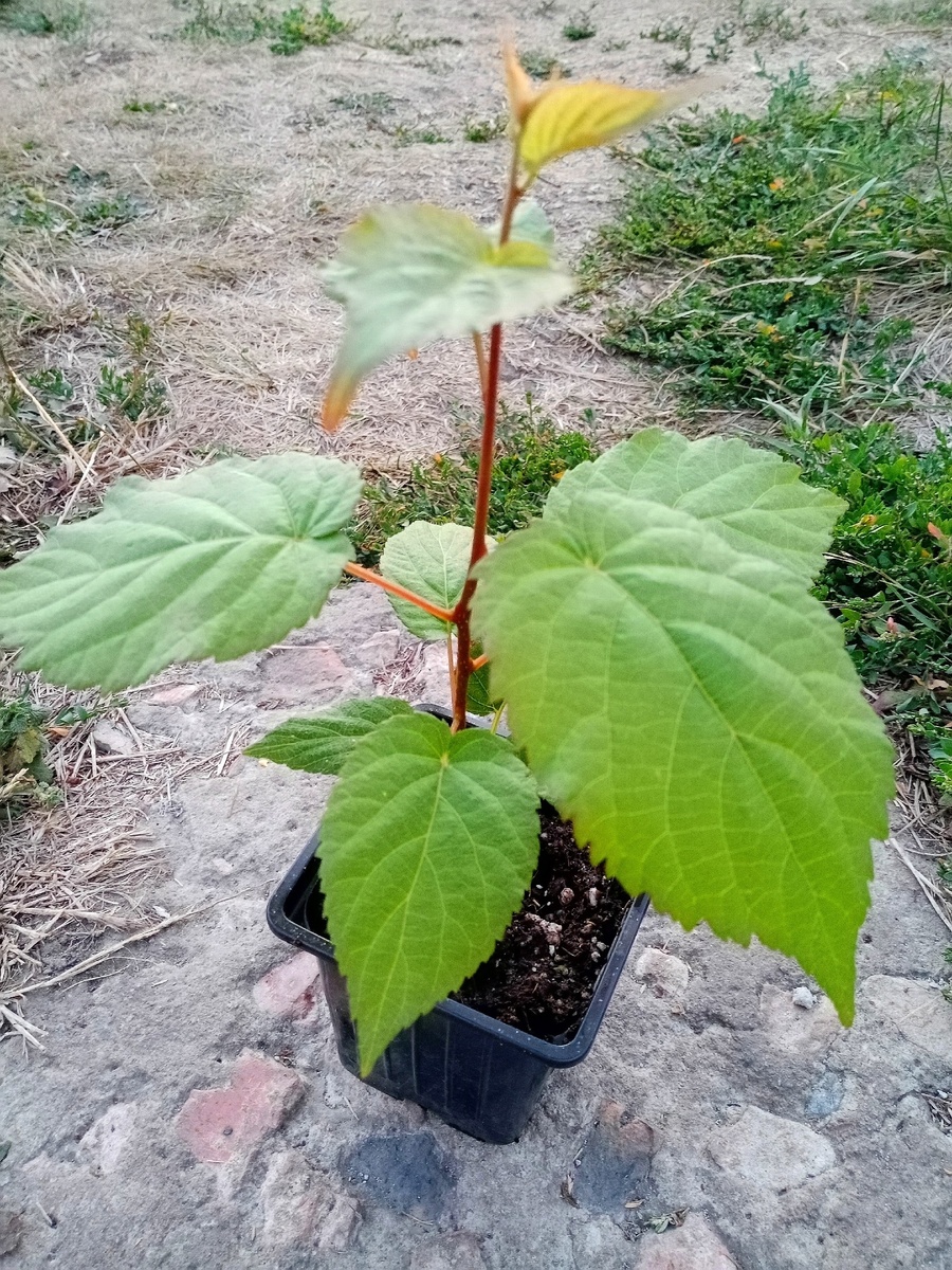 Черенок актинидии. Вполне достойный. Фото 2024 г.