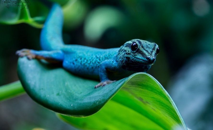 Карликовый геккон Вильямса: сложно ли ухаживать за Lygodactylus williamsi