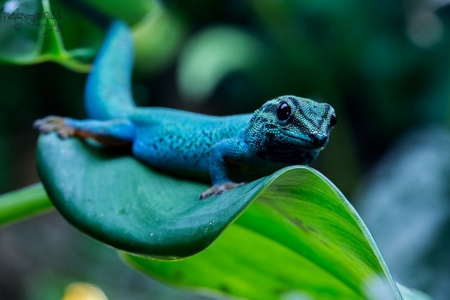 Тот самый «Electric Blue». Вживую этот цвет кажется еще ярче.