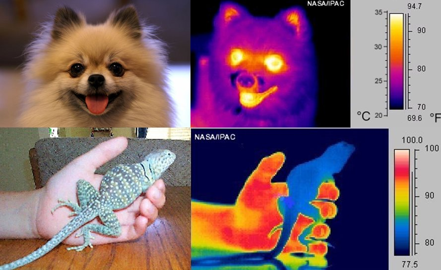 Абсолютный ноль — это самая низкая возможная температура, −273,15 °C. При ней атомы и молекулы почти перестают двигаться. Все, что теплее — излучает инфракрасное излучение.  Тепловизор улавливает его и преобразует в изображение, где тёплые зоны видны одними цветами, холодные — другими.