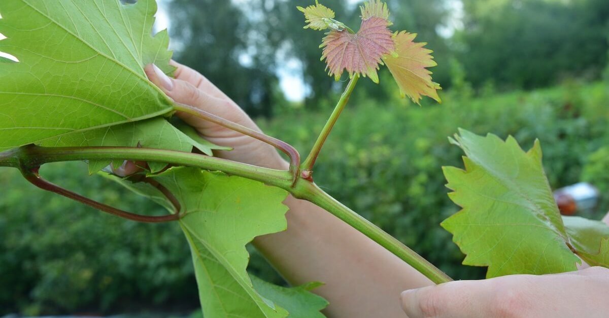 Пасынкование. Фото из открытых источников
