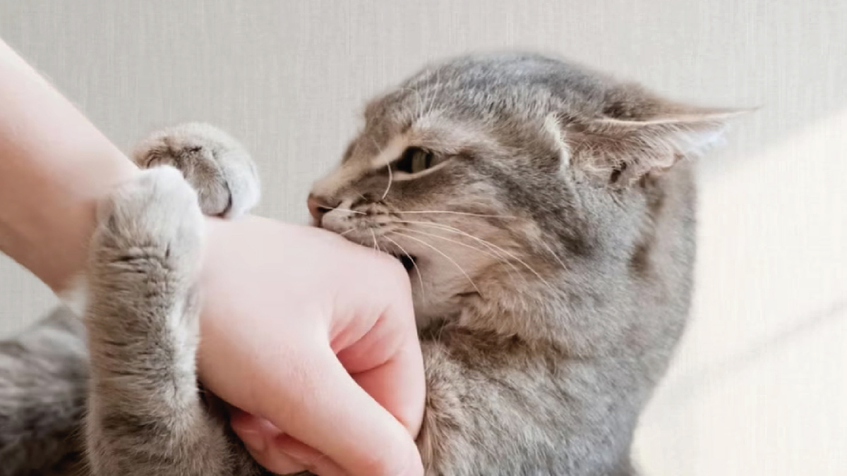 Кошка кусает за руку. Фото - Vecteezy.com.